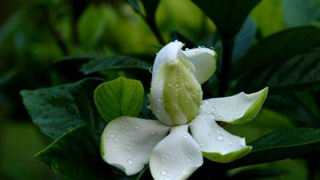 水培栀子花长出根后怎么办