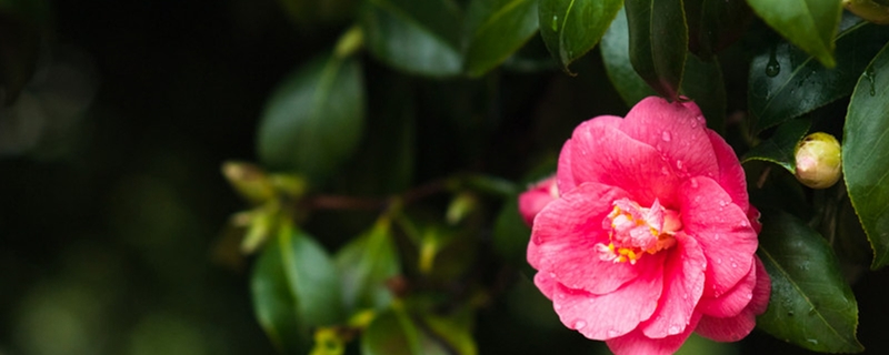 山茶花的花语和寓意