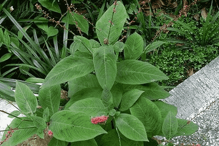 金线草