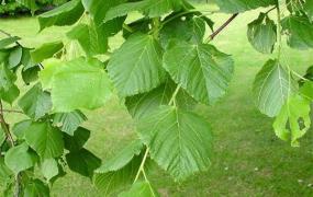 假期户外旅行——6种植物可救命