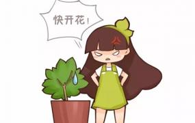 君子兰栀子不开花，只需1招花开满盆