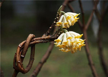 结香花