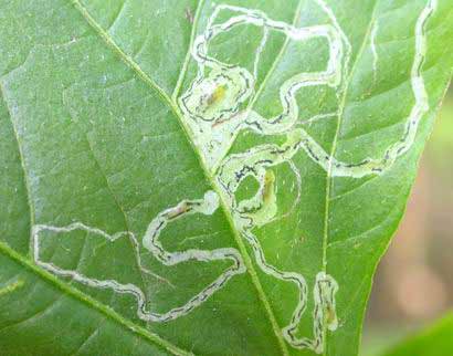 花毛茛虫害：斑潜蝇