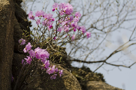 迎红杜鹃植株