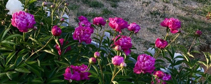 芍药播种苗什么时候开花，芍药播种育苗方法