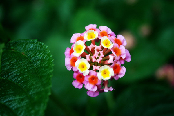 五色梅的花语是什么