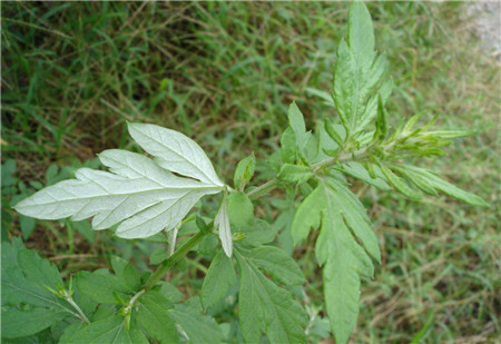 香草气味防蚊虫却招蝴蝶