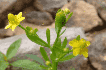 石龙芮