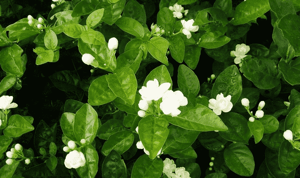 茉莉花需要修剪