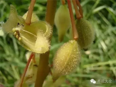 凤仙花