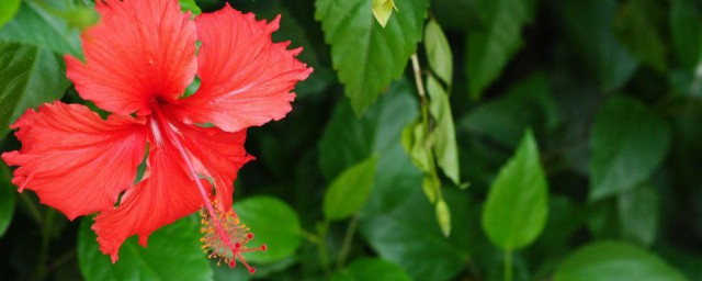 扶桑花什么季节修剪好 扶桑花怎么修剪