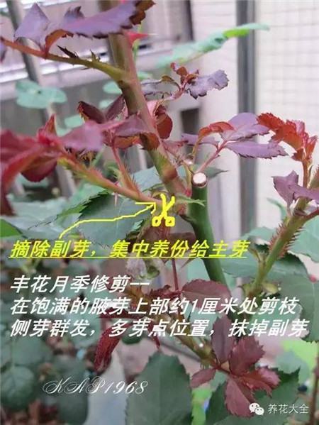 修剪丰花月季