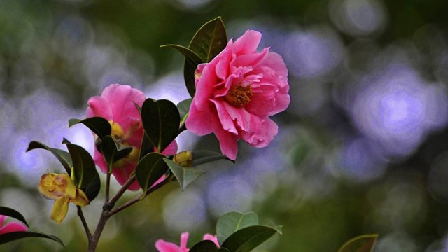 茶花烂根怎么救治