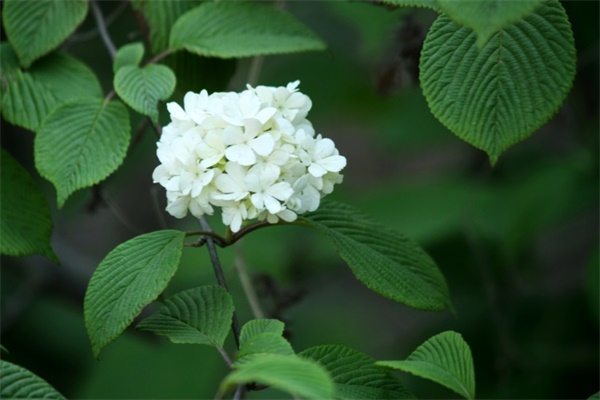 石楠花的病虫害及其防治