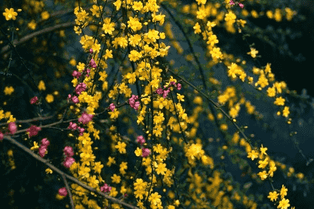 迎春花