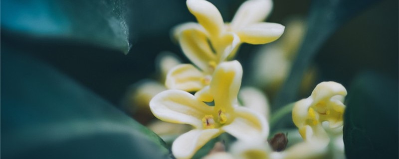 桂花的功效和作用，桂花泡茶怎么制作