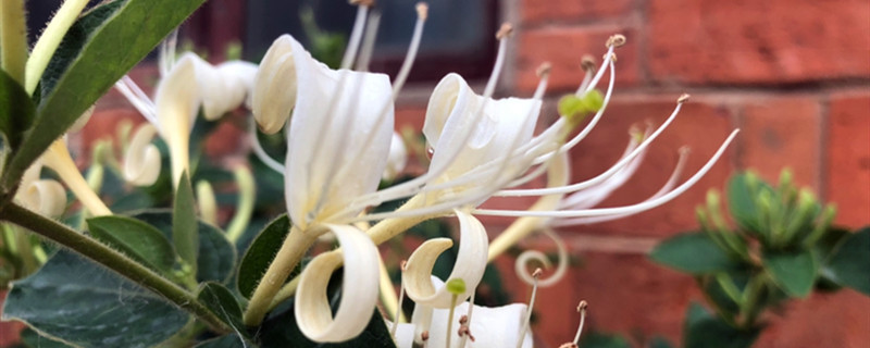 金银花怎么种植和管理，株距多少合适