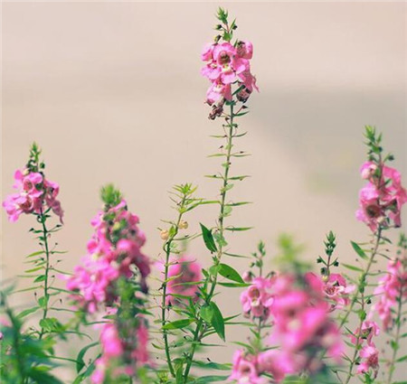 金鱼草的花语是什么