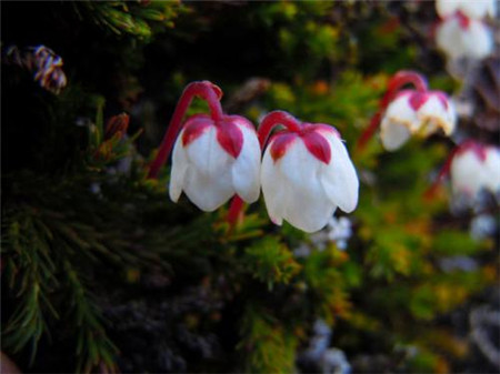 水灵芝