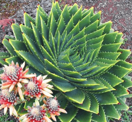 芦荟女王