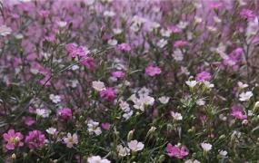 满天星是干花还是鲜花，多少钱一束