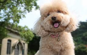 贵宾犬好养吗 养贵宾犬需要注意什么