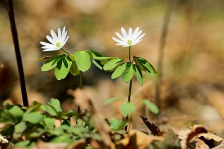 多倍银莲花