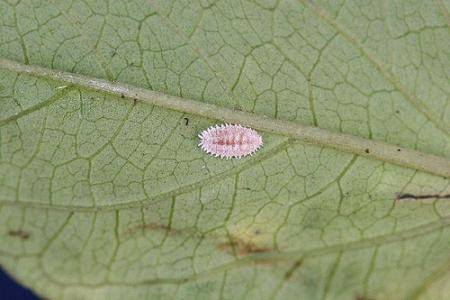 帝王花常见虫害及防治方法