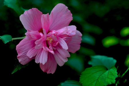 木菊花