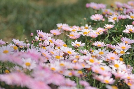 玛格丽特花