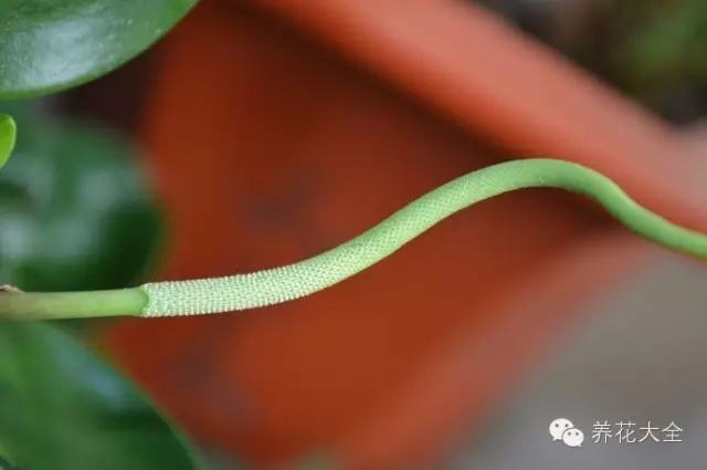 豆瓣绿的花