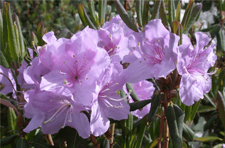 山育杜鹃植株