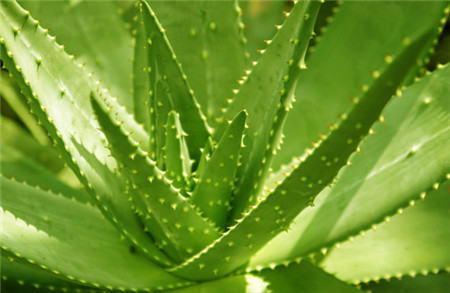 芦荟叶子变软是受冻所致