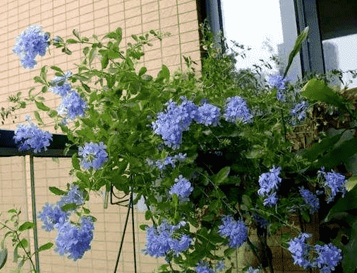 植物浇水