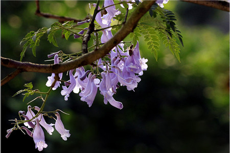 蓝花楹