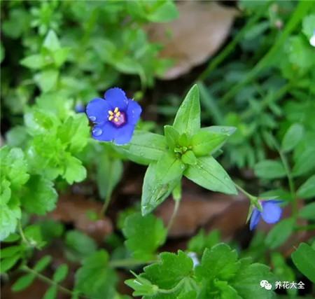 蓝花琉璃繁缕