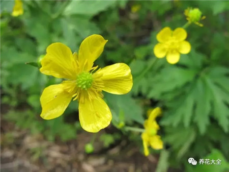 石龙芮