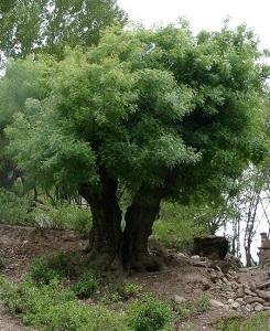 黄连木植株