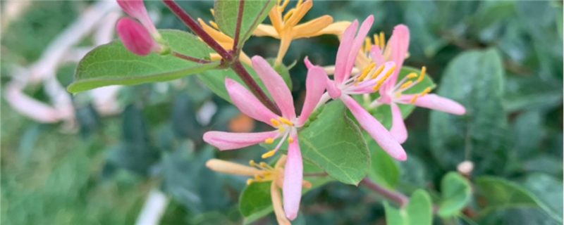 金银花茶多少钱一斤，有什么功效