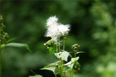 野茼蒿