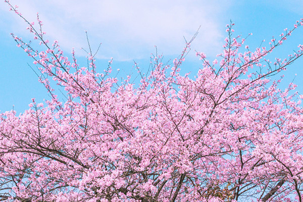 樱花叶子发蔫怎么办