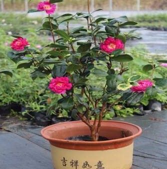 茶花