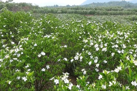 漂亮的栀子花