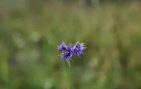 木香薷的病虫害防治 常见虫害的防治清除方法