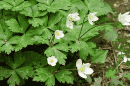 鹅掌草