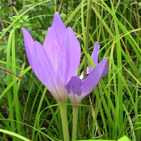 秋水仙花语