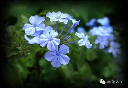 蓝雪花