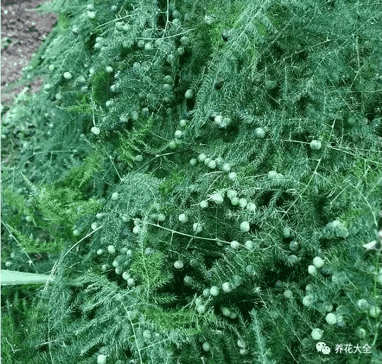 文竹怎么养才能开花结果