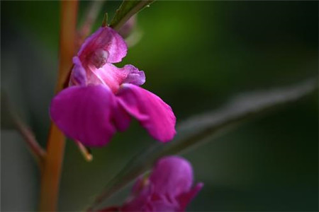 凤仙花开花