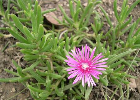 松叶菊的花语——功勋